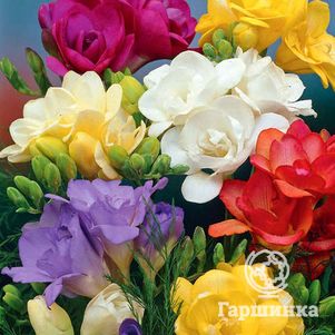

Фрезия Микс 8 шт
