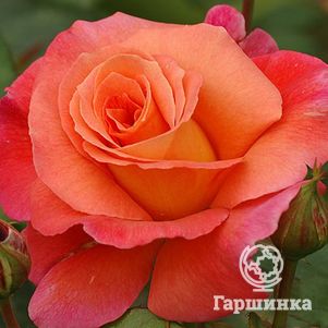 

Роза Фрайзингер Моргенрете шраб, Топалович