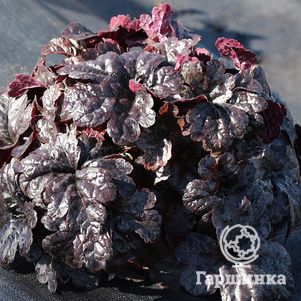 Сочидегі орыс порносы Қыздар жатып жыныстық қатынасқа түседі