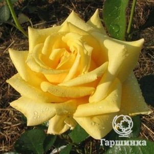 Роза Голден Медальон чайно-гибридная, цвет 11 см