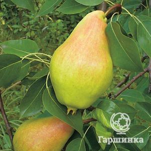 

Груша Видная