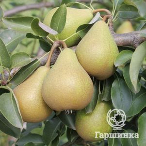 Груша Кокинская