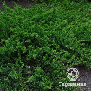

Можжевельник горизонтальный Принц Уэльский
