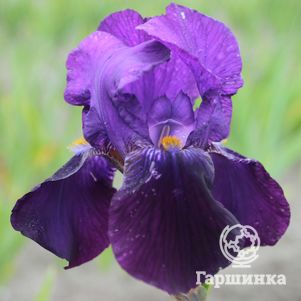

Ирис бородатый Бишопс Роб
