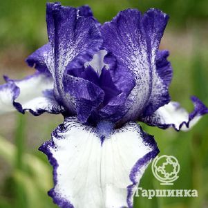 

Ирис бородатый Киссинг Сёркл