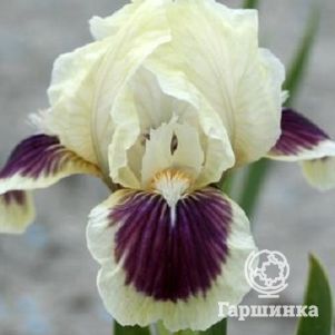 

Ирис карликовый Блэк Черри Делайт
