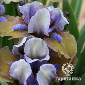 

Ирис карликовый Фокус Покус