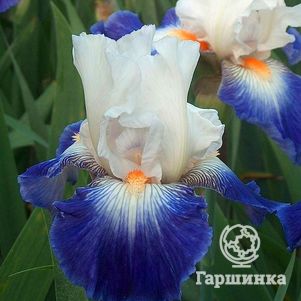 

Ирис бородатый Рубан Блу