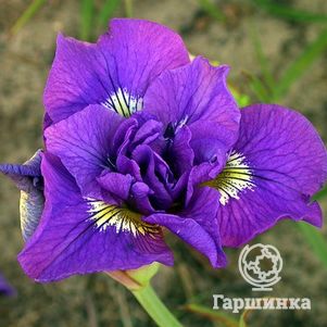 Ирис сибирский Дабл Стандарт
