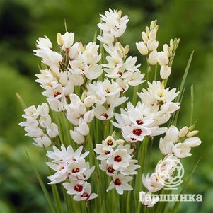 

Иксия Спотлайт 10шт