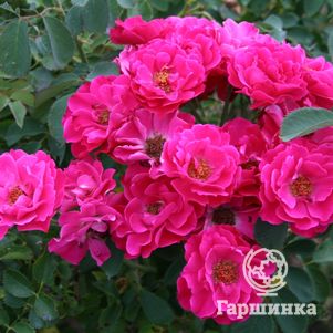 Роза Джон Франклин канадская парковая к/c, цвет 6 см - фото 1