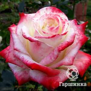 Роза Кайзер чайно-гибридная, цвет 13 см