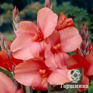 

Канна Тирол