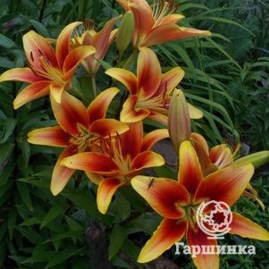 

Лилия Кавери OА