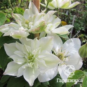 Клематис Беби Стар махровый (2)