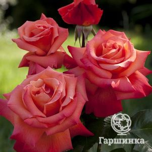 Роза Кристофор Колумб чайно-гибридная, цвет 12 см