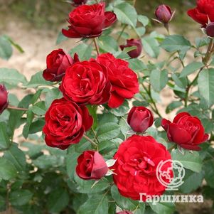 Роза Лаваглут флорибунда, цвет 7 см - фото 1