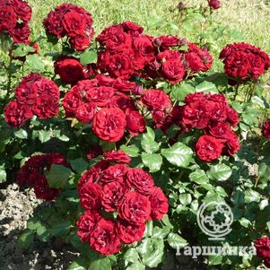 Роза Лаваглут флорибунда, Топалович, цвет 7 см - фото 1