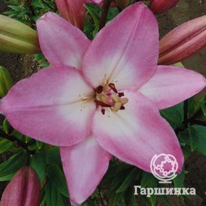 

Лилия Альбуферия ЛА-гибрид
