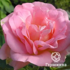 Роза Мари Викторин канадская парковая к/с, цвет 9 см - фото 1