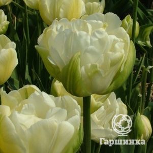 

Тюльпан Маурин Дабл махровый 4шт