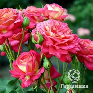 Роза Даск флорибунда, цвет 8 см - фото 1