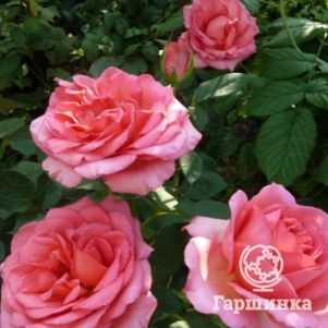 Роза Мондиаль чайно-гибридная, цвет 11 см