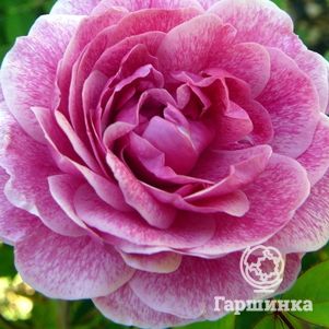 Роза Морден Руби канадская парковая к/с, цвет 7 см - фото 1