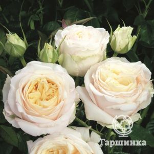 Роза Май Герл чайно-гибридная, Тантау, цвет 11 см - фото 1