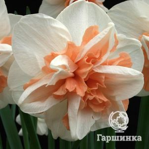 

Нарцисс Дельнашо махровый 5шт