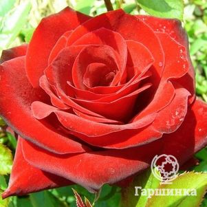 Роза Николо Паганини флорибунда, Топалович - фото 1