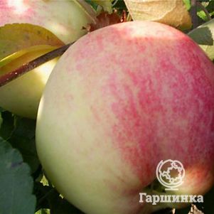 

Яблоня Боровинка красная с/п