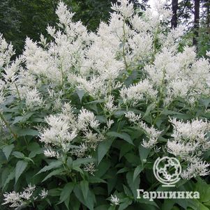 

Горец изменчивый