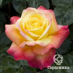 Роза Пульман Ориент Экспресс чайно-гибридная, Топалович, цвет 14 см