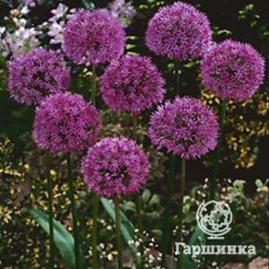 Лук декоративный Перпл Сенсейшн 5 шт