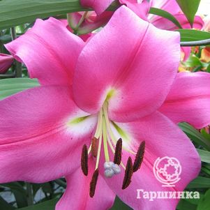 

Лилия Робина ОТ-гибрид