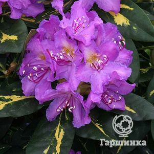 

Рододендрон Голдфлиммер