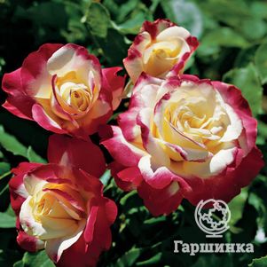 Роза Дабл Делайт чайно-гибридная, цвет 14 см