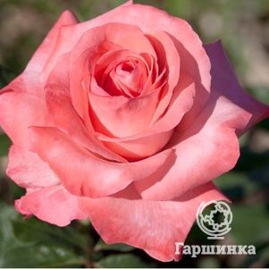Роза Артур Рембо чайно-гибридная, Топалович, цвет 12 см - фото 1