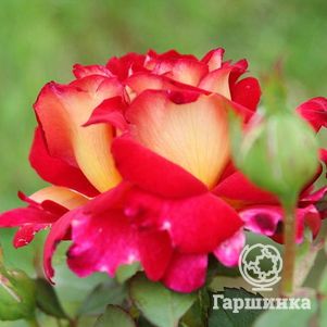 

Роза Большой Театр чайно-гибридная, Топалович