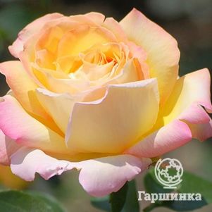 Роза Глория Дей чайно-гибридная, Топалович, цвет 15 см