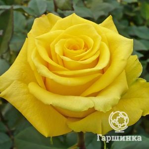 

Роза Марко Поло чайно-гибридная, Топалович
