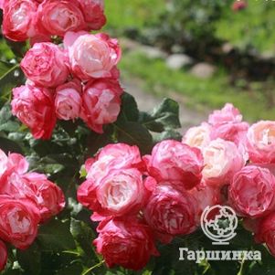 

Роза Дольчецца флорибунда, Барни