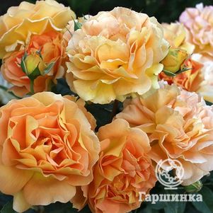 

Роза Голдельзе флорибунда, Топалович