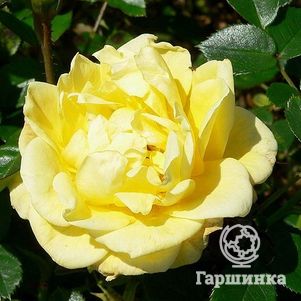 

Роза Дорола миниатюрная, Топалович