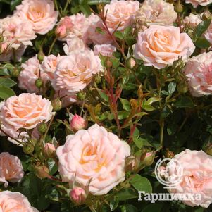 Роза Пич Клементин миниатюрная, Тантау, цвет 6 см