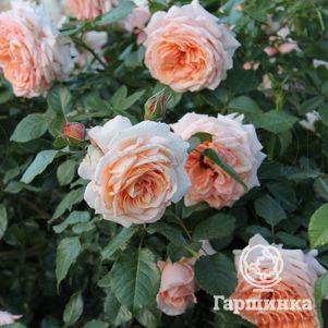 Роза Критик плетистая, цвет 12 см - фото 1
