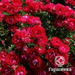 

Роза Нок Аут плетистая, Топалович