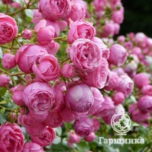 

Роза Помпонелла флорибунда, Топалович