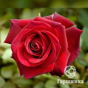 

Роза Ред Берлин чайно-гибридная, Топалович (лиц)